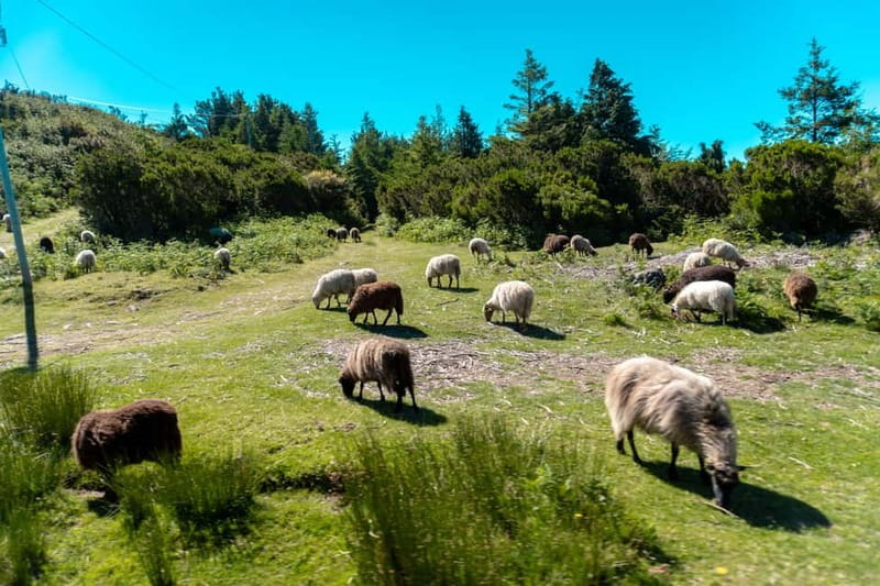 Madeira: Santana Jeep Safari and Referta Levada Walk - Ribeiro Frio and the off-road mountain section