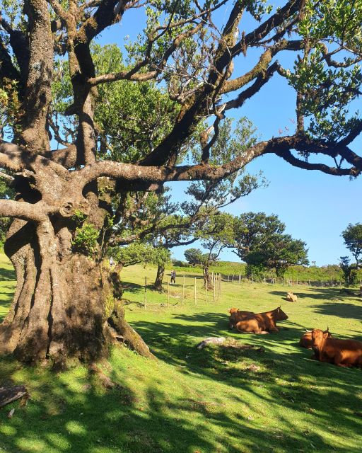 Madeira Wild West 4X4 Tour Safari - Paul da Serra offers open mountain scenery