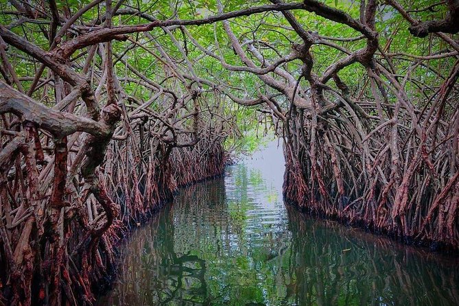 Madu River Boat Safari Balapitiya - Cinnamon Island and local cooking