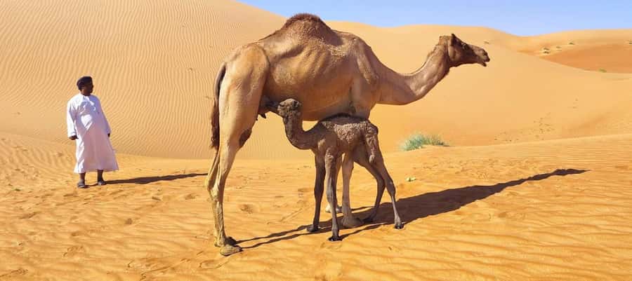 Magical Desert Safari By Land Cruise in Empty Quarter - From Salalah to the Nejd sands