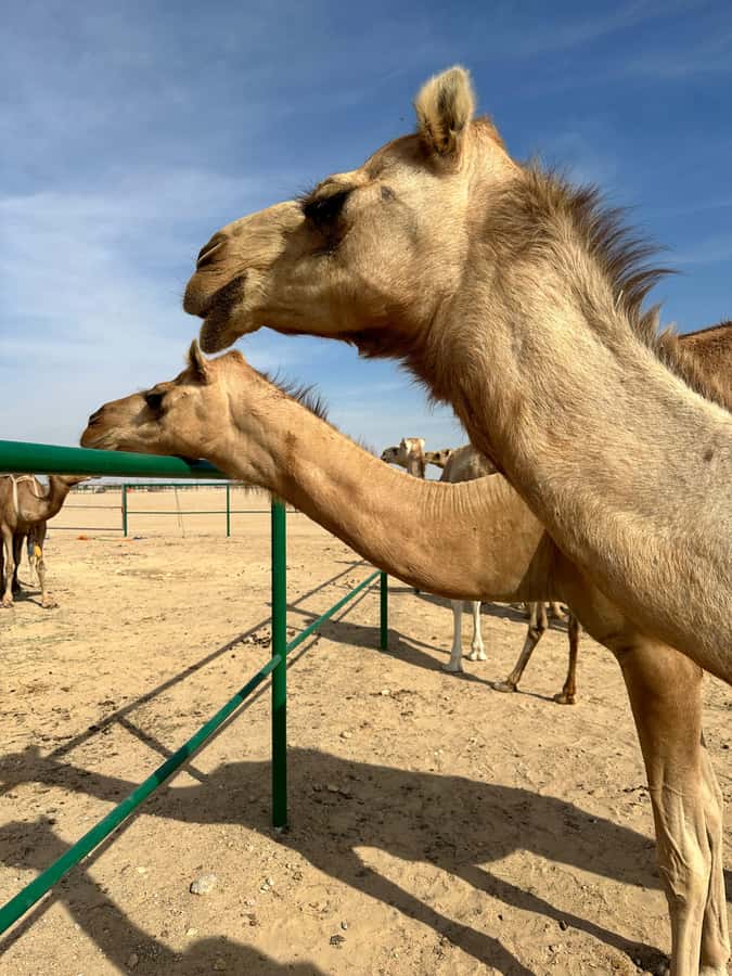 Magical Desert Safari By Land Cruise in Empty Quarter - Ubar, the Atlantis of the Sand