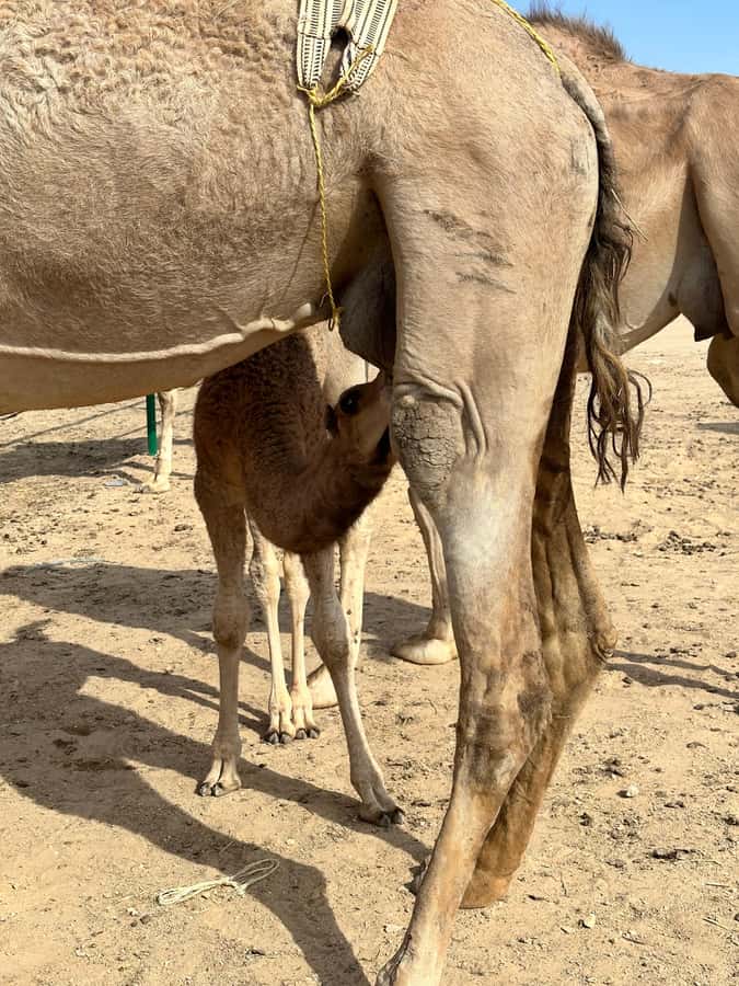 Magical Desert Safari By Land Cruise in Empty Quarter - Camels, desert camps, and the long road inward