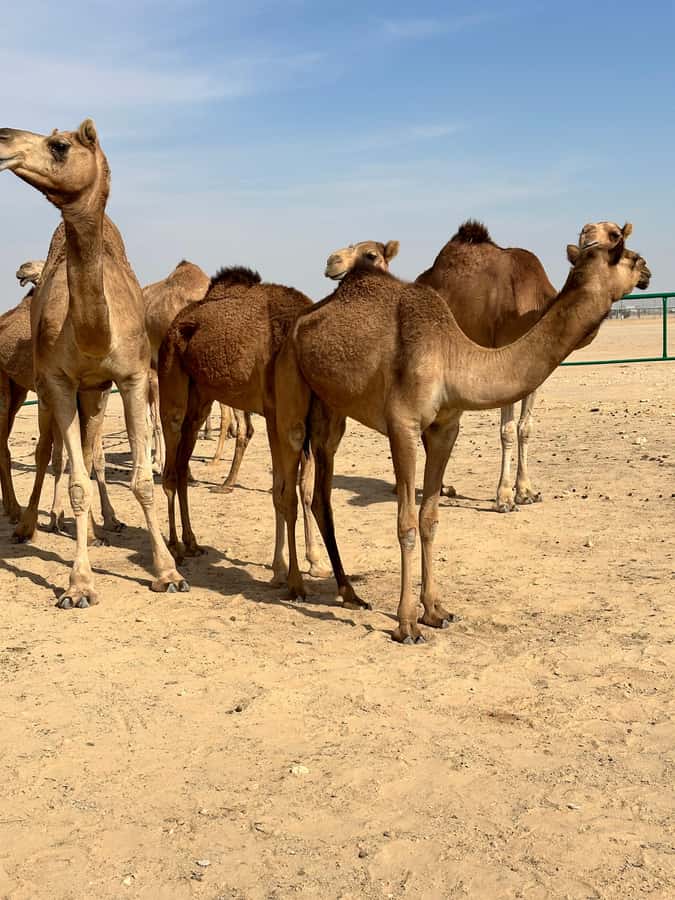 Magical Desert Safari By Land Cruise in Empty Quarter - Forty-five minutes above the dunes at sunset