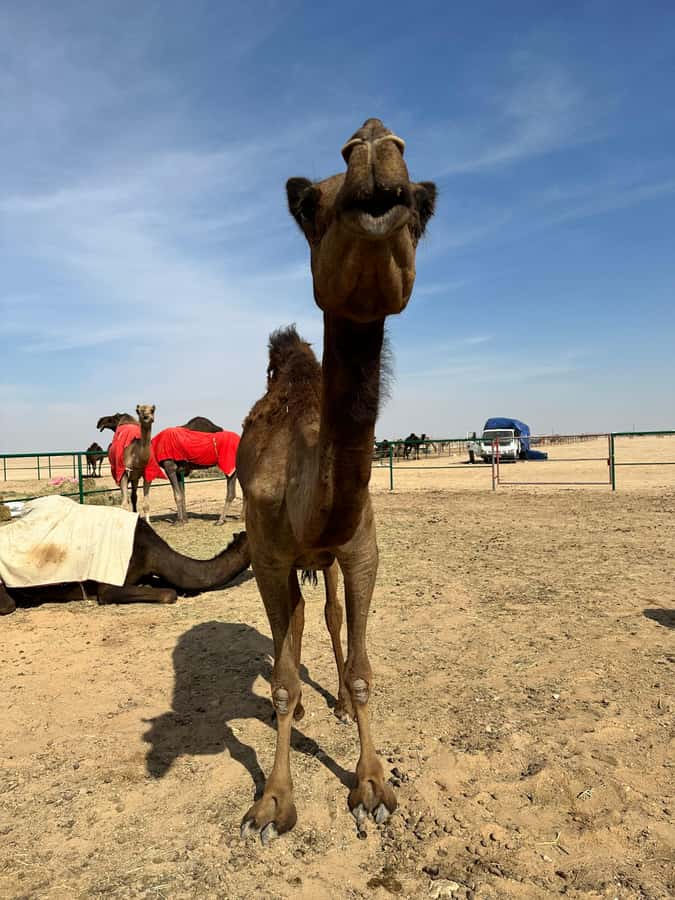 Magical Desert Safari By Land Cruise in Empty Quarter - What the $152 price includes