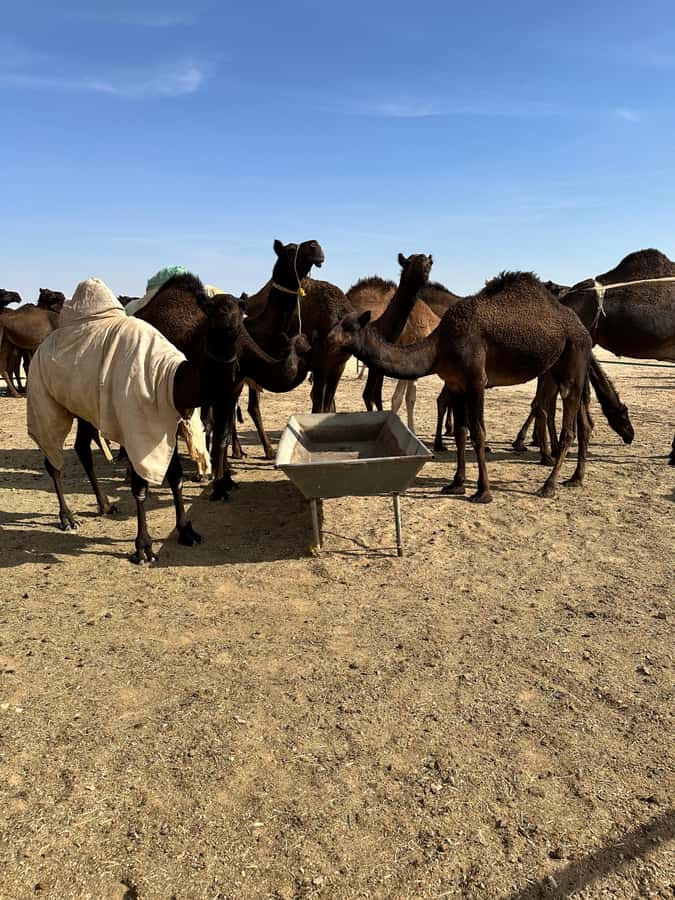 Magical Desert Safari By Land Cruise in Empty Quarter - Guides make the difference