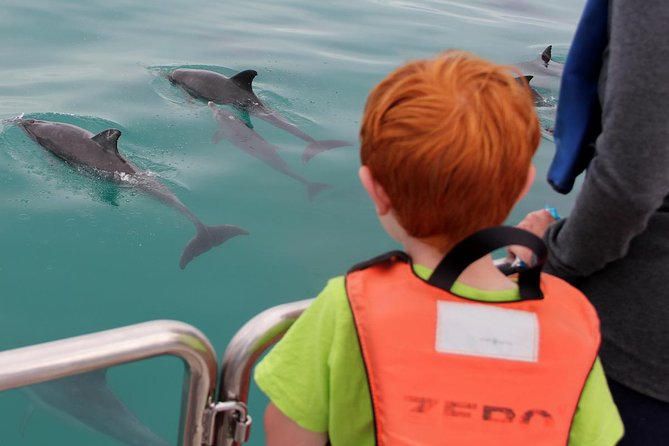 Marine Big 5 Safari full day trip from Cape Town - Shark Alley and the limits of wildlife watching