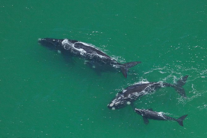 Marine Big 5 Safari full day trip from Cape Town - What the marine biology guides add