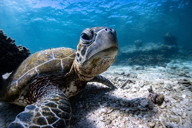 Marine Eco Safari - Swim with Manta Rays - A full day on Ningaloo Reef, starting at 8 am