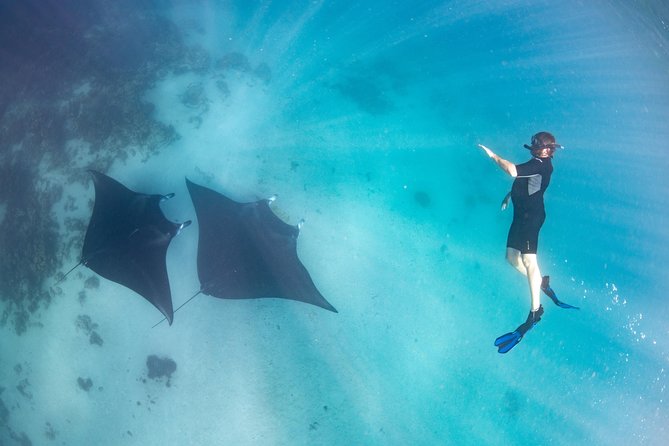 Marine Eco Safari - Swim with Manta Rays - The turtle sanctuary offers a slower wildlife moment