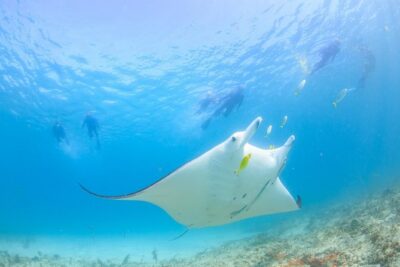 Marine Eco Safari – Swim with Manta Rays