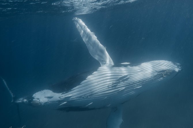 Marine Eco Safari - Swim with Manta Rays - The crew and safety support make a real difference