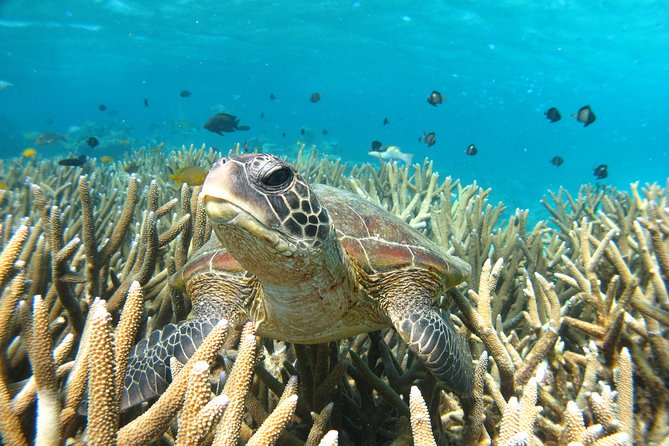 Marine Eco Safari - Swim with Manta Rays - Weather, wetsuits, and what to pack