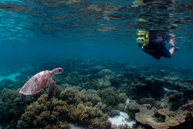 Marine Eco Safari - Swim with Manta Rays - Is $466 good value for a seven-hour trip?