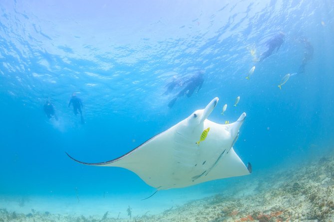 Marine Eco Safari - Swim with Manta Rays - Bills Bay brings coral gardens and reef life first