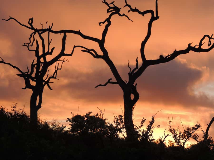 Marloth Park: Kruger National Park Safari Game Drives - Sunrise from Marloth Park to Crocodile Bridge