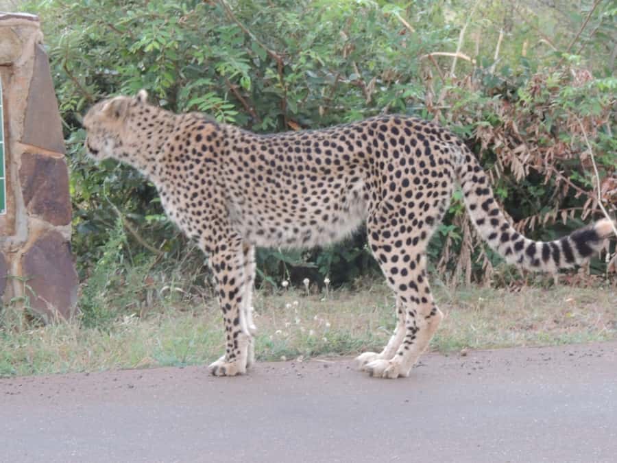 Marloth Park: Kruger National Park Safari Game Drives - Hippos, crocodiles, and the quieter parts of Kruger