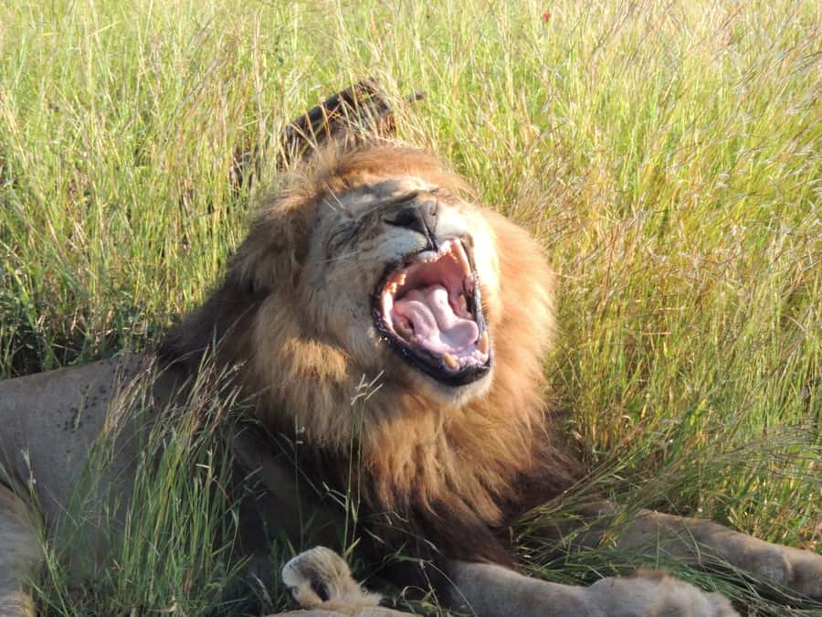 Marloth Park: Kruger National Park Safari Game Drives - Breakfast after three hours, then back onto the tracks