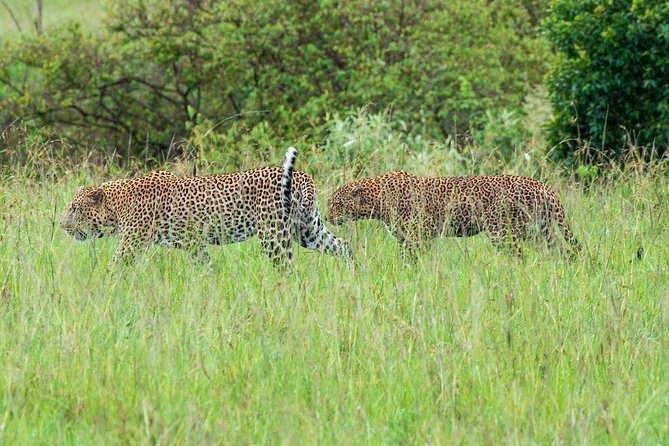 Masai Mara 3 Day Safari | Private 4WD Jeep Tour - Key points at a glance