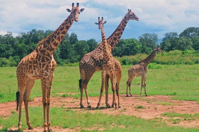 Masai Mara 3 Day Safari | Private 4WD Jeep Tour - The long return to Nairobi on day three
