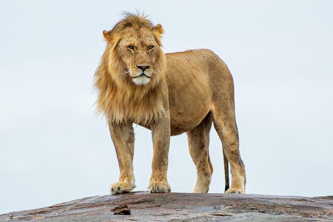 Masai Mara 3 Day Safari | Private 4WD Jeep Tour - Who will enjoy this private safari most