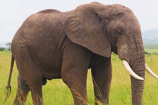 Masai Mara 3 Day Safari | Private 4WD Jeep Tour - Booking advice and cancellation terms