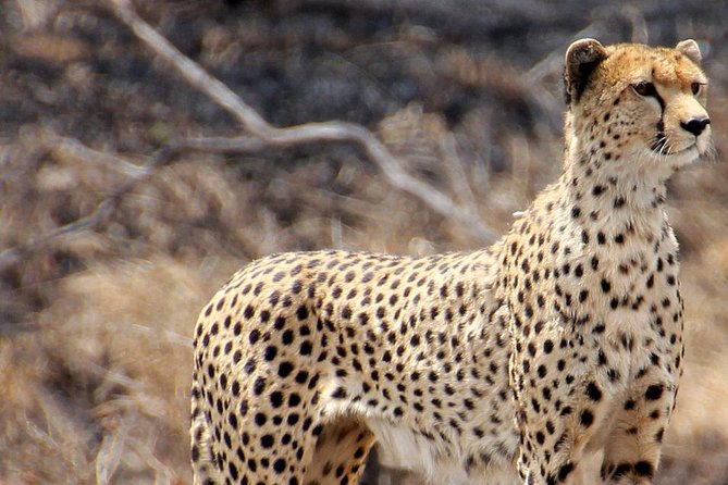 Masai Mara 3 Days Luxury Tented Safari - The luxury tented camp and included meals
