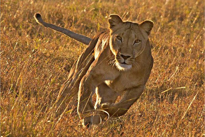 Masai Mara 3 Days Luxury Tented Safari - Day one: Nairobi to the Mara through the Great Rift Valley