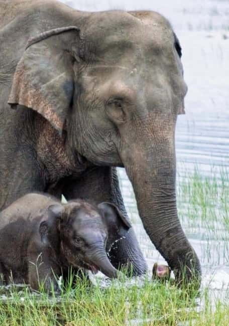 Minneriya Elephant Safari – Half-Day with Expert Tracker - The private jeep and your safari guide