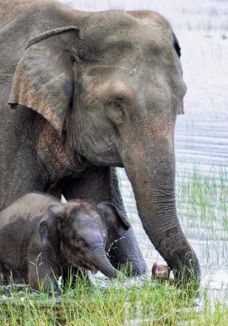 Minneriya Elephant Safari – Half-Day with Expert Tracker - What the ratings tell you about the day