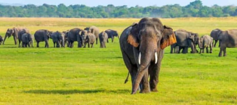 Minneriya Elephant Safari – Half-Day with Expert Tracker - Hotel pickup from Sigiriya or Habarana