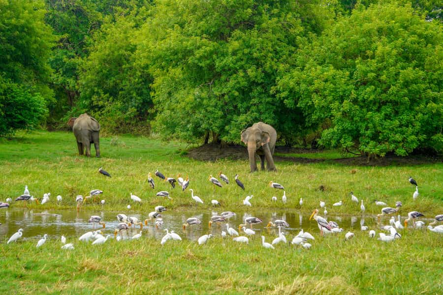 Minneriya: Minneriya National Park Private Elephant Safari - Key points at a glance
