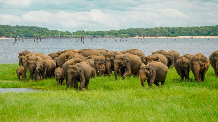 Minneriya: Minneriya National Park Private Elephant Safari - Why Minneriya is famous for elephants