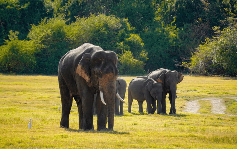 Minneriya: Minneriya National Park Private Elephant Safari - What happens when Minneriya is too crowded