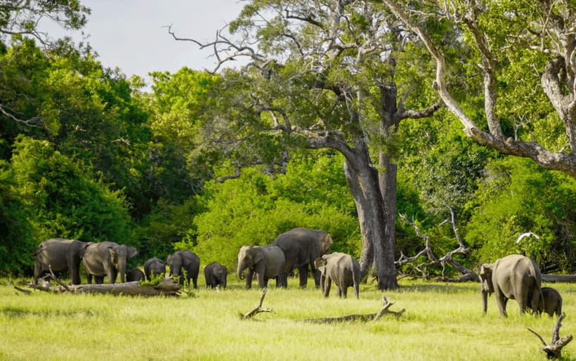Minneriya: Minneriya National Park Private Elephant Safari - The real cost: $38 plus the $45 entrance fee