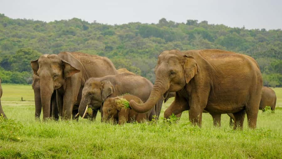 Minneriya: Minneriya National Park Private Elephant Safari - Who will get the most from this safari