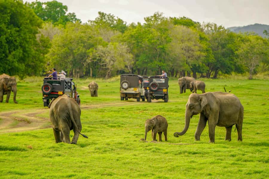 Minneriya: Minneriya National Park Private Elephant Safari - The afternoon pickup and road to the park