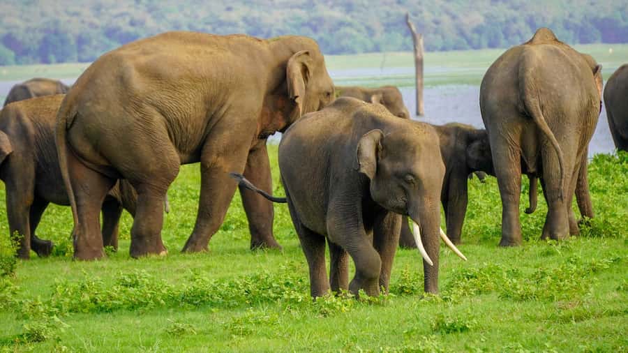 Minneriya: Minneriya National Park Private Evening Safari - Key points to know before booking