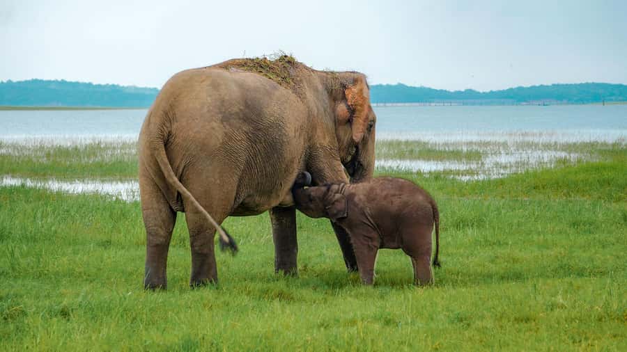 Minneriya: Minneriya National Park Private Evening Safari - Minneriya’s elephants are the main event