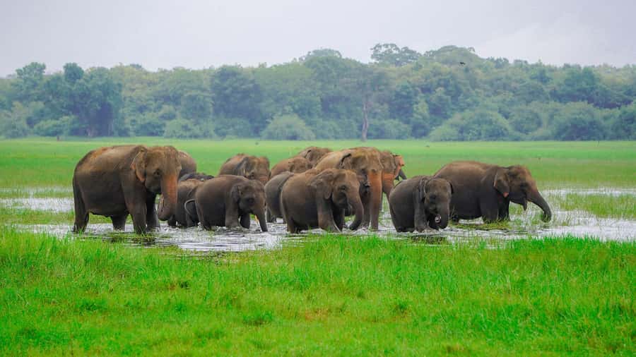 Minneriya: Minneriya National Park Private Evening Safari - What the jeep ride and park entry are like