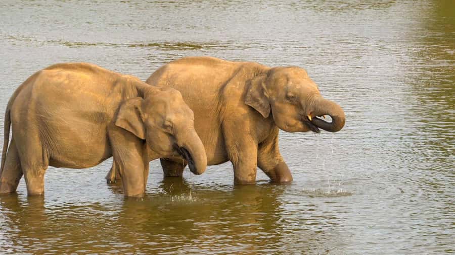 Minneriya: Minneriya National Park Private Evening Safari - The best moments are quiet ones