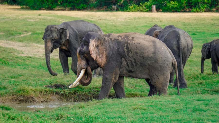 Minneriya: Minneriya National Park Private Evening Safari - What the strongest feedback gets right