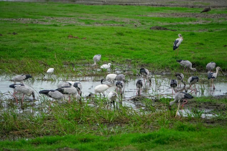 Minneriya: Minneriya National Park Private Evening Safari - Is USD 86 a fair price?