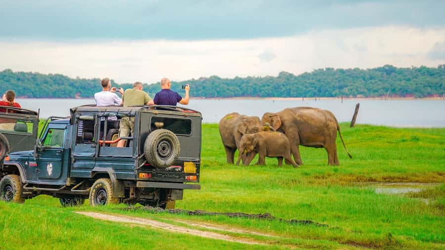 Minneriya: Minneriya National Park Private Evening Safari - Who will enjoy this safari most?