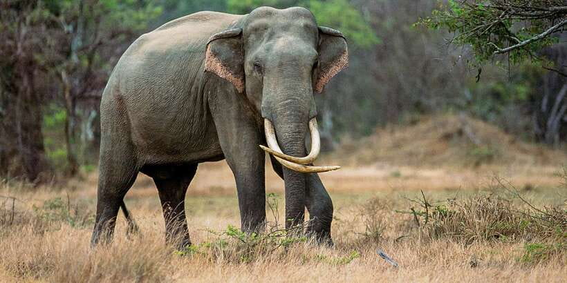 Minneriya: Minneriya National Park Private Safari - Key points to know before you go