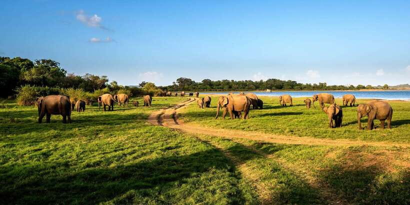 Minneriya: Minneriya National Park Private Safari - Entering Minneriya and finding the herds