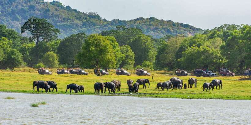 Minneriya: Minneriya National Park Private Safari - More than elephants: birds, monkeys, and smaller wildlife