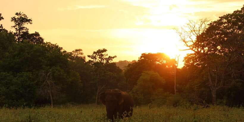 Minneriya: Minneriya National Park Private Safari - The seasonal park switch can improve your day