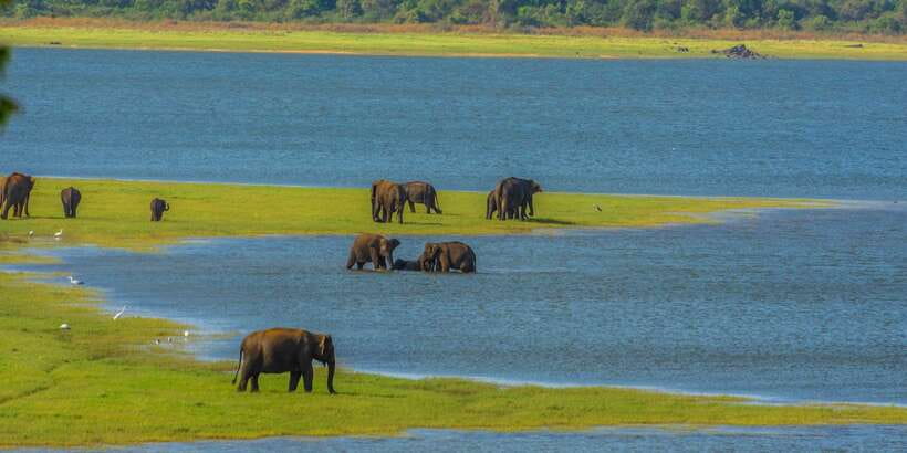 Minneriya: Minneriya National Park Private Safari - Private jeep value at $26 per person