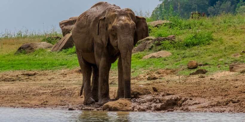 Minneriya: Minneriya National Park Private Safari - What makes the guide important
