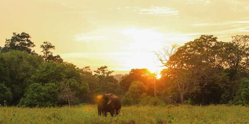 Minneriya: Minneriya National Park Private Safari - Who should book this safari